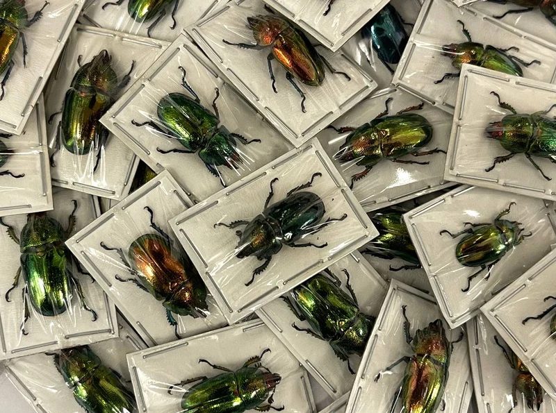 Saw-Tooth Beetles (Lamprima adolphinae) Unmounted Specimens
