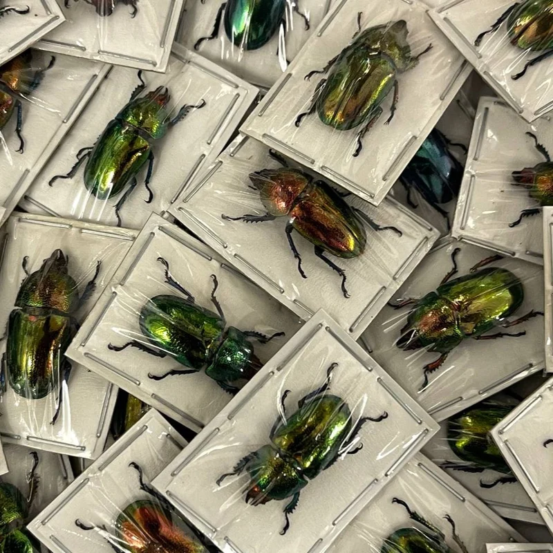 Saw-Tooth Beetles (Lamprima adolphinae) Unmounted Specimens