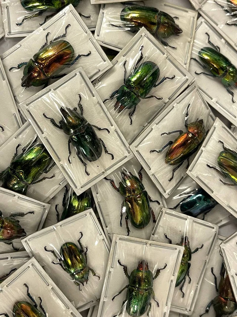 Saw-Tooth Beetles (Lamprima adolphinae) Unmounted Specimens