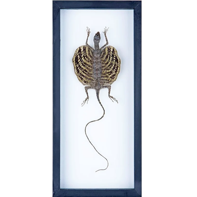 Flying Dragon Taxidermy Display - Draco Lizard in Double Glass Frame