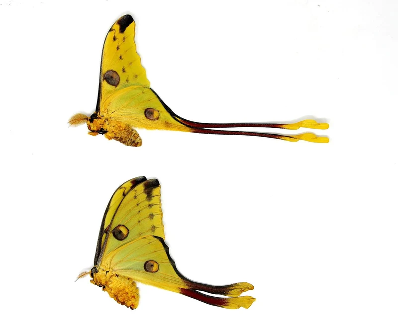 Argema mittrei | Madagascan Comet Moon Moth | Wholesale Pack of 10 (5 Pairs) | A1 Unmounted Dry-Preserved Specimens