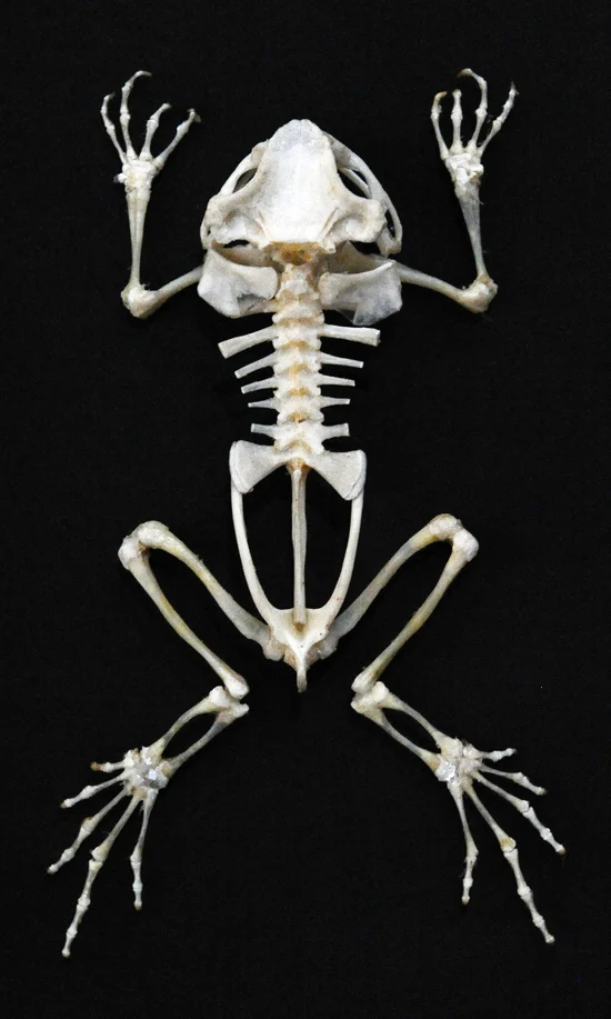 Duttaphrynus melanostictus Toad Skeleton - FLAT | A1 Quality | Dry-Preserved SKELETON