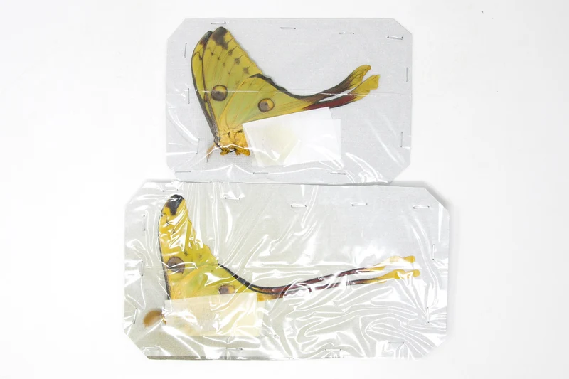 Madagascan Comet Moths A1 Pair | Argema mittrei | Unmounted Specimens | Ethically Sourced