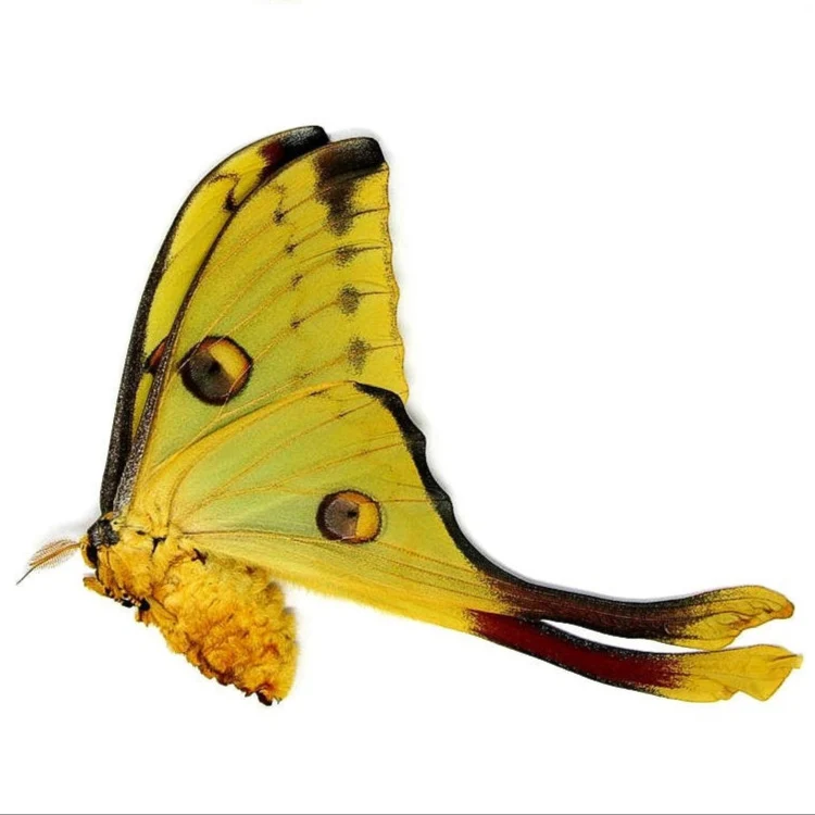 Madagascan Comet Moths A1 Pair | Argema mittrei | Unmounted Specimens | Ethically Sourced
