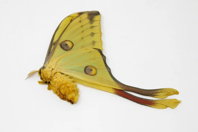 Madagascan Comet Moths A1 Pair | Argema mittrei | Unmounted Specimens | Ethically Sourced