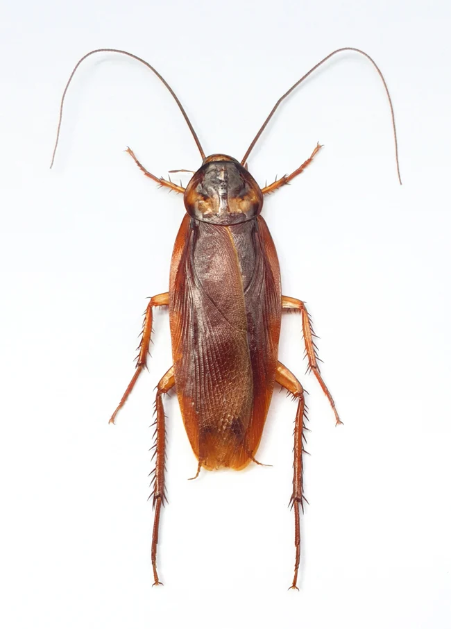 10 Periplaneta australasiae Cockroach Specimens | A1 Quality | Dry-Preserved BLATTODEA (Wholesale)
