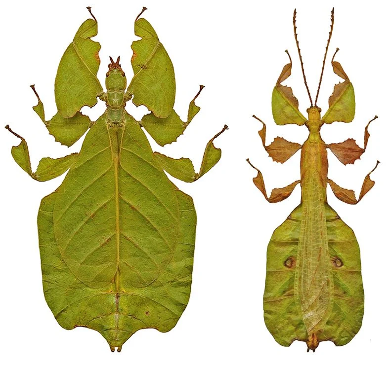 Pulchriphyllium pulchrifolium Leaf Insect Specimen | Green Form | A1 Quality | Dry-Preserved PHYLLIIDAE