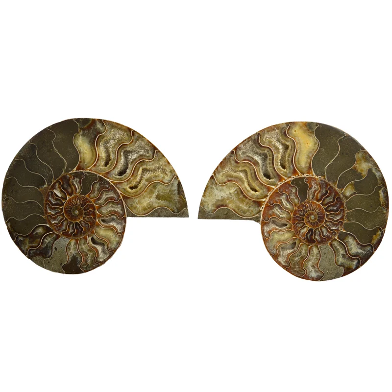 Large Cut & Polished Ammonite Pair | 17.5 × 14cm | Lower Cretaceous | Madagascar