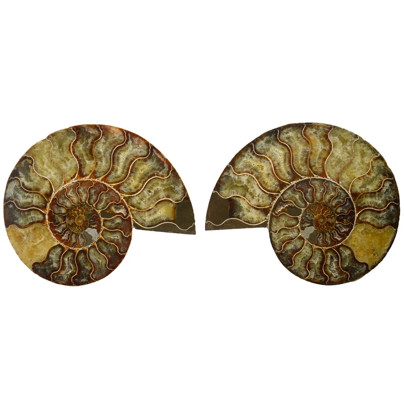 Large Cut & Polished Ammonite Pair | 20.5 × 17cm | Lower Cretaceous | Madagascar