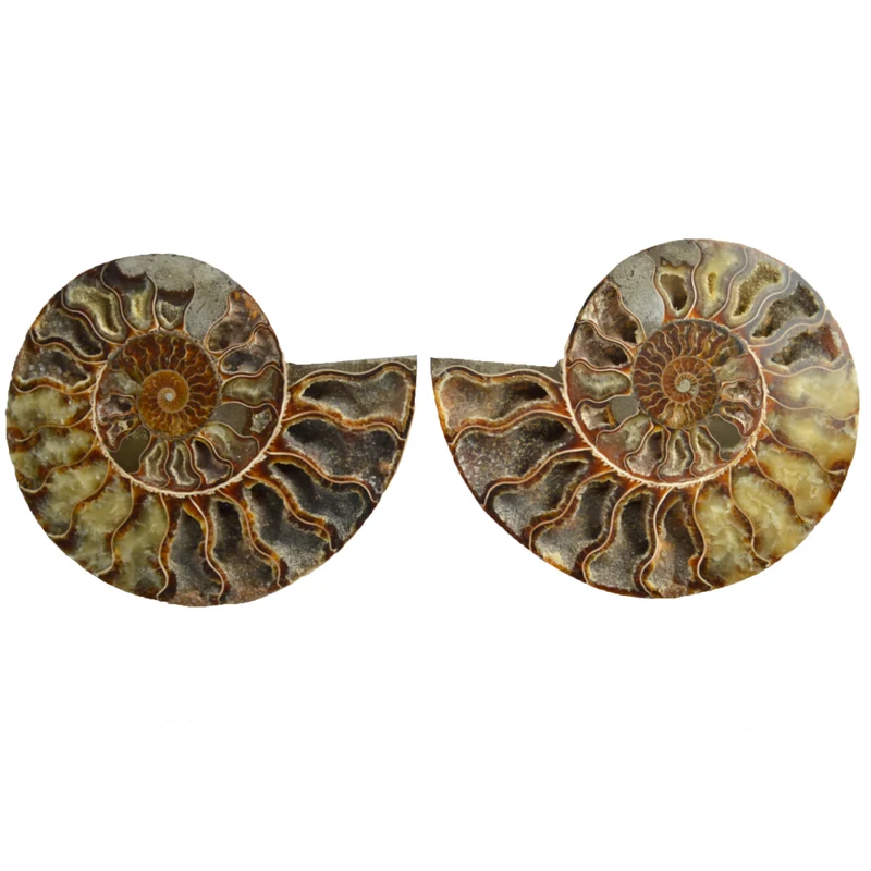 Large Cut & Polished Ammonite Pair | 19 × 15.5cm | Lower Cretaceous | Madagascar