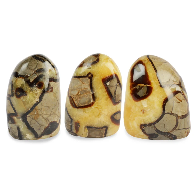 Free Form Septaria – Polished Septarian Nodule Specimen