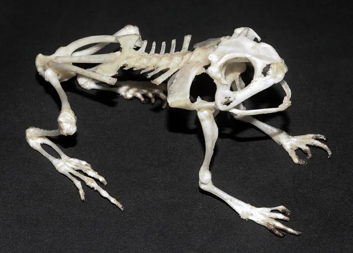 Duttaphrynus melanostictus Toad Skeleton - SITTING | A1 Quality | Dry-Preserved SKELETON