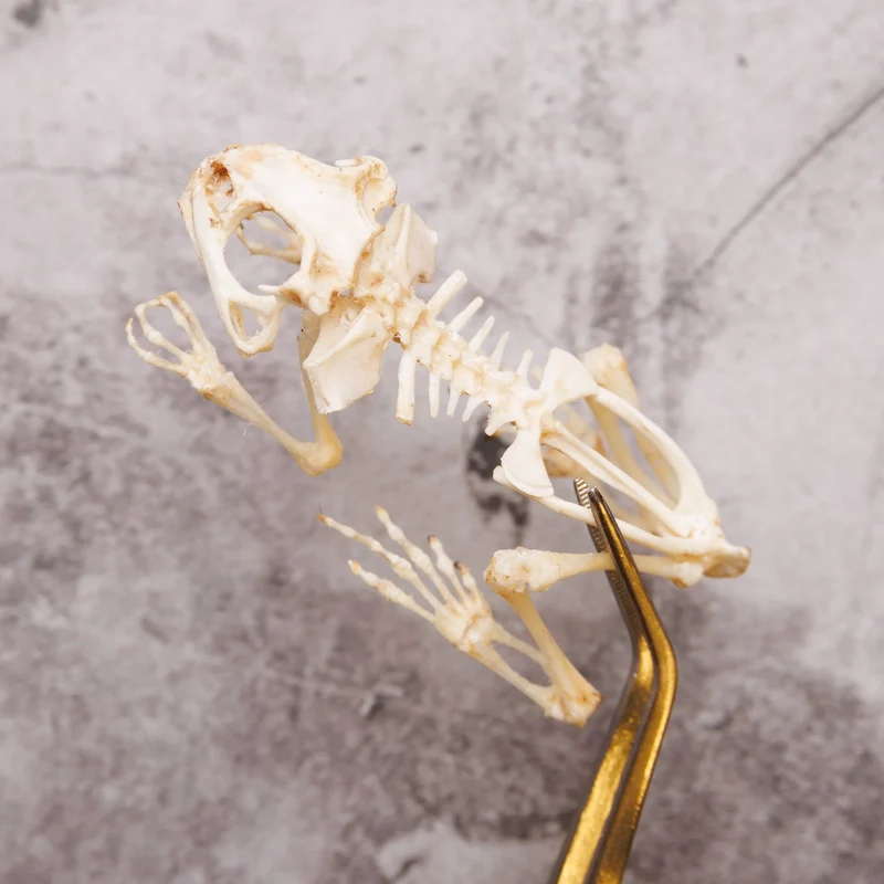 Duttaphrynus melanostictus Toad Skeleton - SITTING | A1 Quality | Dry-Preserved SKELETON