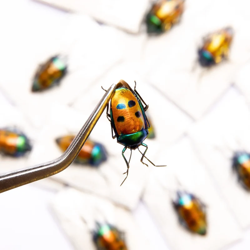 Calliphara caesar Jewel Bug Specimen | A1 Quality | Dry-Preserved HETEROPTERA