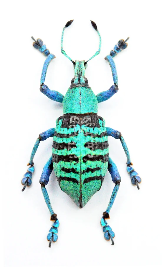Eupholus geoffroyi Beetle Specimen | A1 Quality | Dry-Preserved CURCULIONIDAE