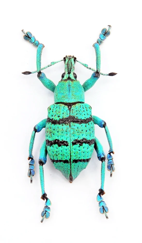 Eupholus geoffroyi Beetle Specimen | A1 Quality | Dry-Preserved CURCULIONIDAE