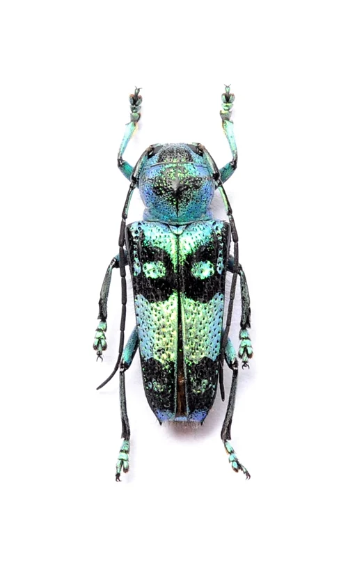 Assorted Beetles & Insects Mystery Box | A1 Entomology Specimens