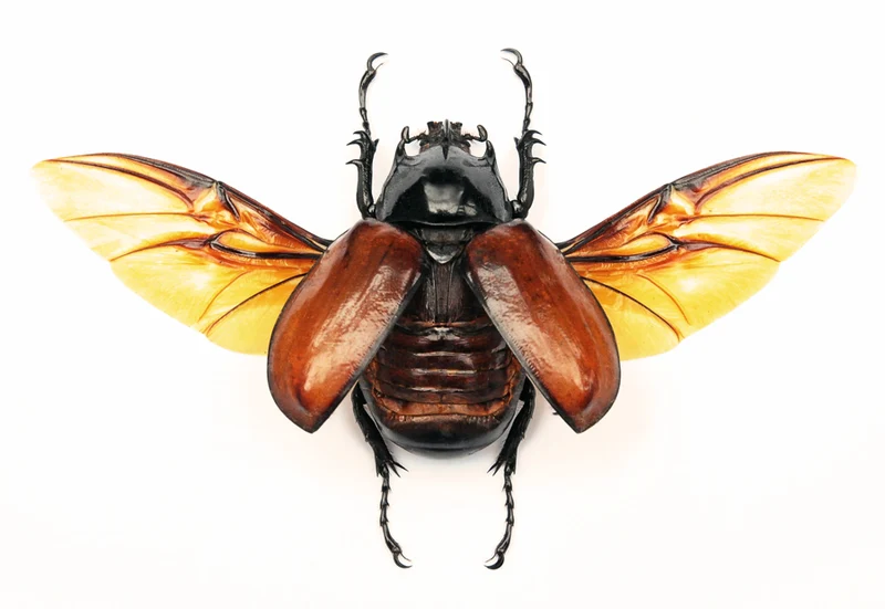 Eupatorus hardwickei Beetle Spread Specimen, Myanmar | A1 Quality | Dry-Preserved DYNASTINAE (Spread-Wings)