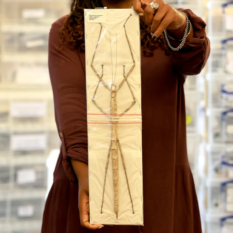 Nesiophasma giganteum Giant Stick Insect Specimen | A1 Quality | Dry-Preserved PHASMATODEA