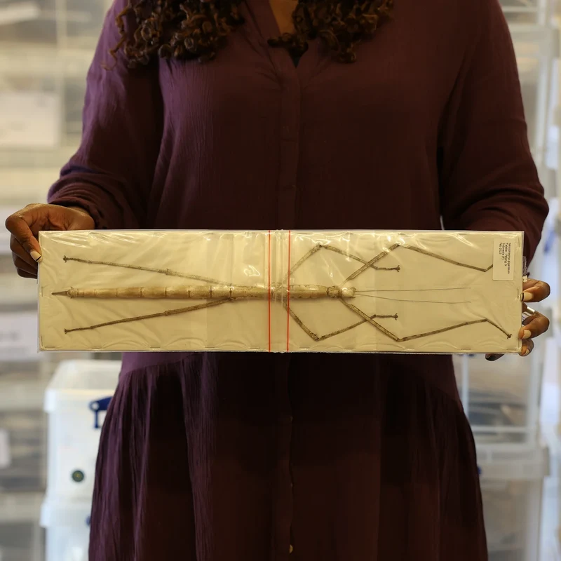 Nesiophasma giganteum Giant Stick Insect Specimen | A1 Quality | Dry-Preserved PHASMATODEA
