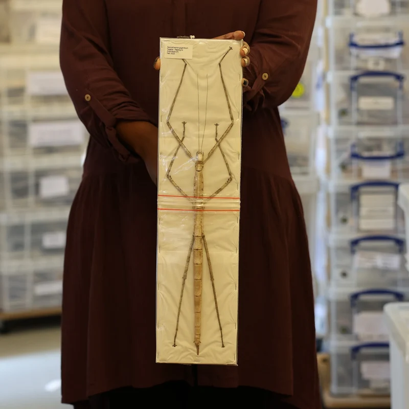 Nesiophasma giganteum Giant Stick Insect Specimen | A1 Quality | Dry-Preserved PHASMATODEA