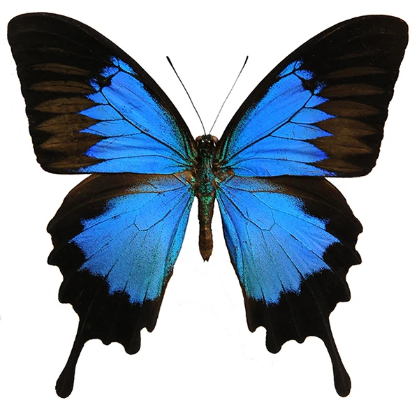 10 Papilio ulysses ulysses Butterfly Specimen | A1 Quality | Dry-Preserved PAPILIONIDAE (wholesale)