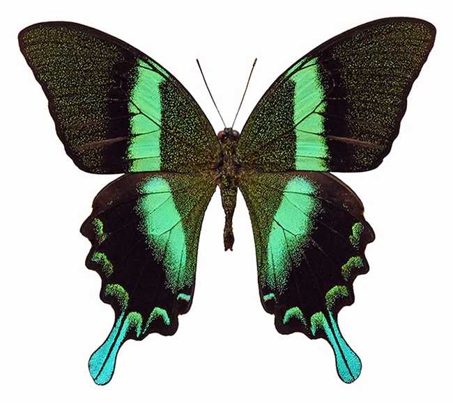 Papilio blumei blumei Butterfly Specimen | A1 Quality | Dry-Preserved PAPILIONIDAE