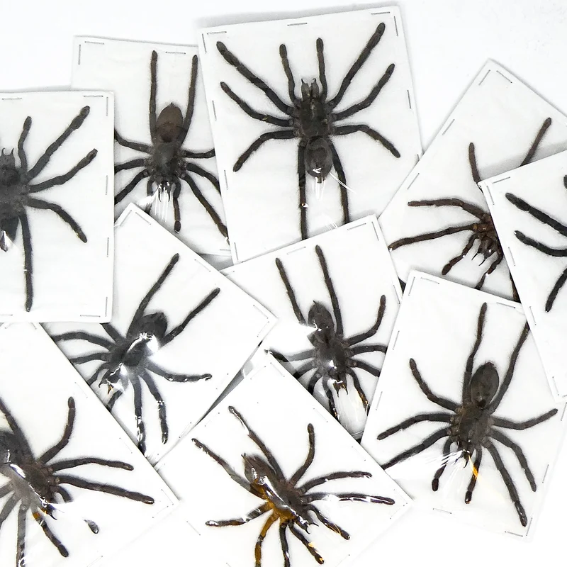 10 Spread Tarantulas Med/Lrg (Selenocosmia javanensis dolichoplectra) | A1 Specimens (wholesale)