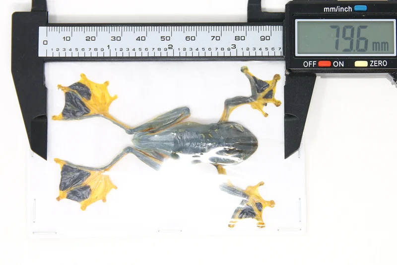 Rhacophorus reinwardtii Tree Frog Specimen | A1 Quality | Dry-Preserved ANURA