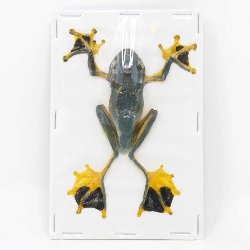 Rhacophorus reinwardtii Tree Frog Specimen | A1 Quality | Dry-Preserved ANURA