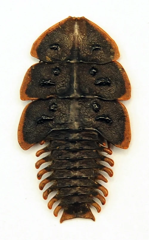 Platerodrilus ruficollis Beetle Specimen | A1 Quality | Dry-Preserved LYCIDAE
