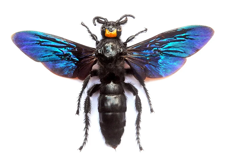 Megascolia velutina ducalis Scoliid Wasp Specimen | A1 Quality | Spread & Dry-Preserved HYMENOPTERA
