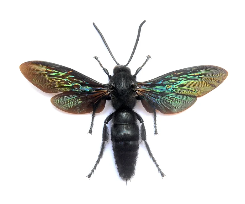 Megascolia velutina ducalis Scoliid Wasp Specimen | A1 Quality | Spread & Dry-Preserved HYMENOPTERA