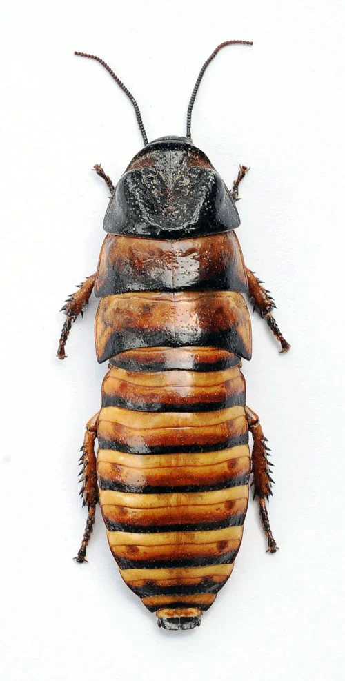 Elliptorhina javanica Cockroach Specimen | A- Quality | Dry-Preserved BLATTODEA