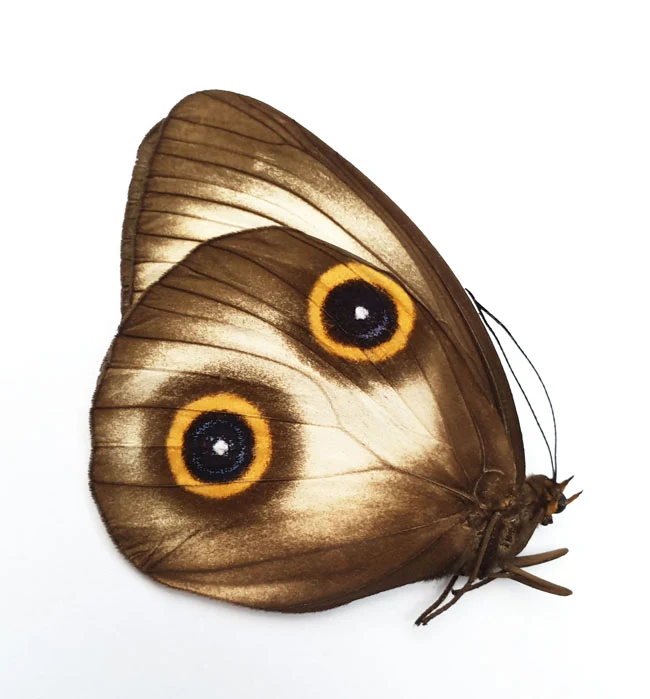 Taenaris urania urania Specimen | A1 Quality | Dry-Preserved AMATHUSIINAE