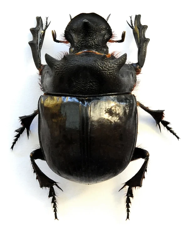 Assorted Beetles & Insects Mystery Box | A1 Entomology Specimens
