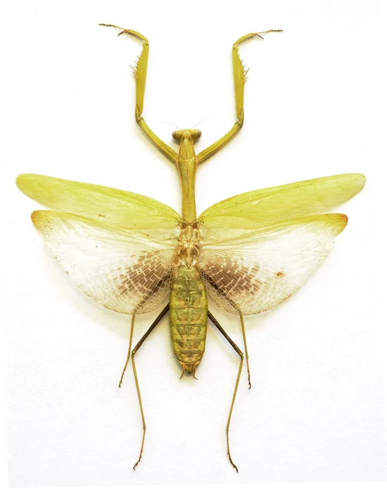 Premium Assorted Dry-Preserved Specimens | Beetles, Bats, Frogs, Tarantulas & More | A1 Quality