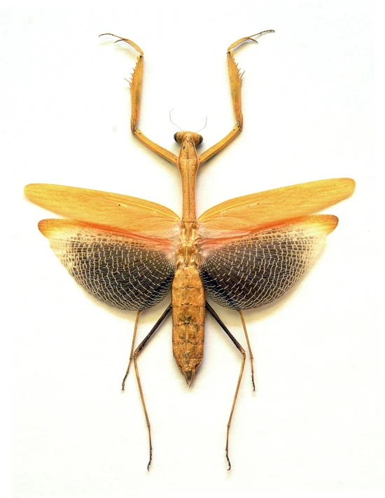 Statilia nemoralis (Orange Form) Mantis Specimen | A1 Quality | Dry-Preserved Spread | MANTODEA