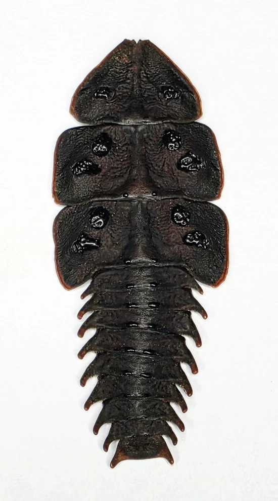 Platerodrilus tujuhensis Beetle Specimen | A1 Quality | Dry-Preserved LYCIDAE