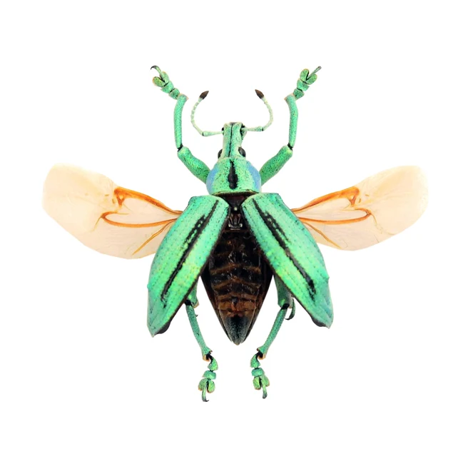 Eupholus cuvieri Beetle Specimen Spread-Wings | A1 Quality | Dry-Preserved CURCULIONIDAE