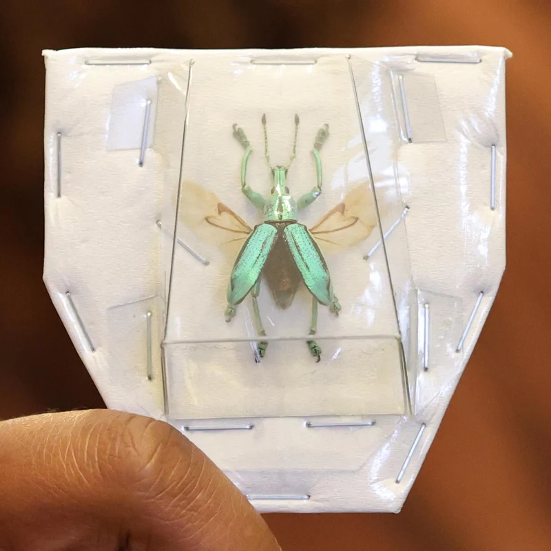 Eupholus cuvieri Beetle Specimen Spread-Wings | A1 Quality | Dry-Preserved CURCULIONIDAE