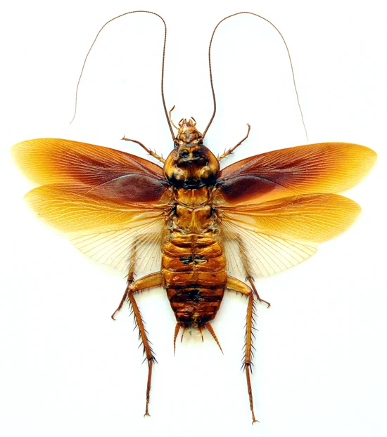 Periplaneta australasiae Cockroach Spread Specimen | A1 Quality | Dry-Preserved BLATTODEA