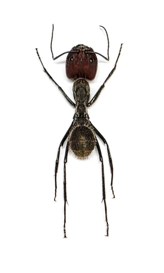 500 Assorted Unmounted Beetles & Insects | Wholesale Specimen Lot