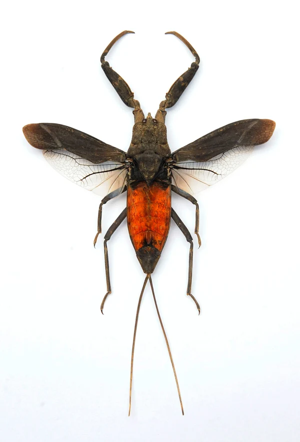 Laccotrephes pfeiferiae Water Scorpion Specimen | A1 Quality | Dry-Preserved Spread | NEPIDAE