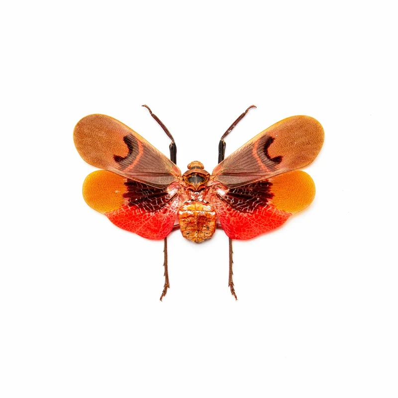 Scamandra collaris Planthopper Specimen | A1 Quality | Dry-Preserved Spread | FULGORIDAE