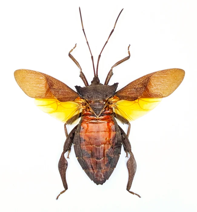 Prionolomia malaya Bug Specimen | Spread | A1 Quality | Dry-Preserved COREIDAE