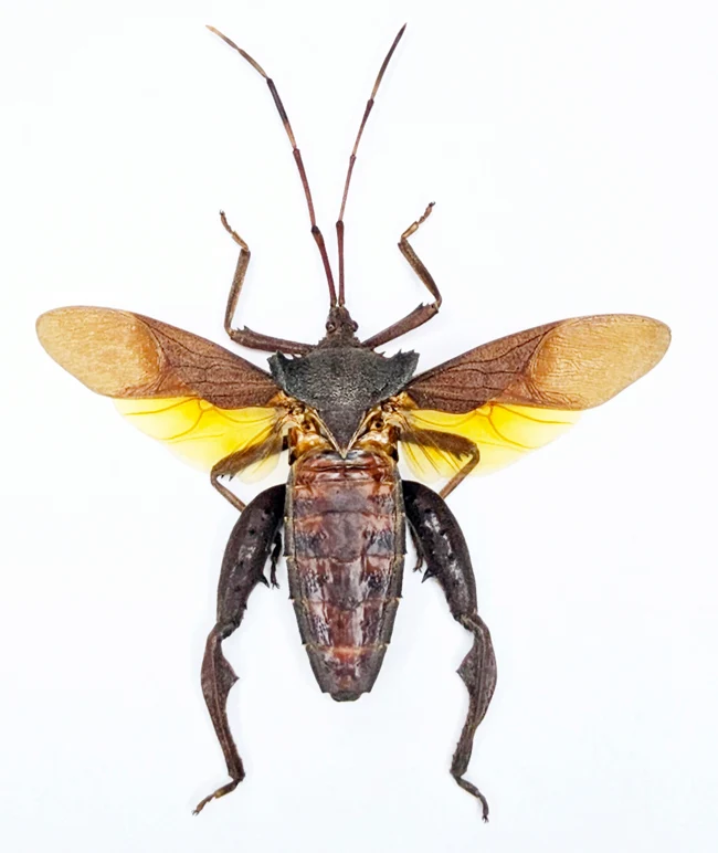 Prionolomia malaya Bug Specimen | Spread | A1 Quality | Dry-Preserved COREIDAE