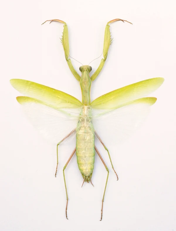 Mantis religiosa siedleckii (Brown Form) Mantis Specimen | A1 Quality | Dry-Preserved Spread | MANTODEA
