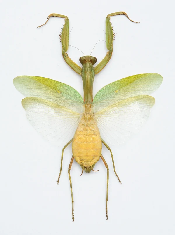 Hierodula venosa Mantis Specimen | A1 Quality | Dry-Preserved Spread | MANTODEA