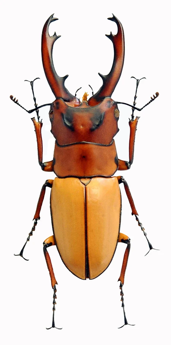 500 Assorted Unmounted Beetles & Insects | Wholesale Specimen Lot